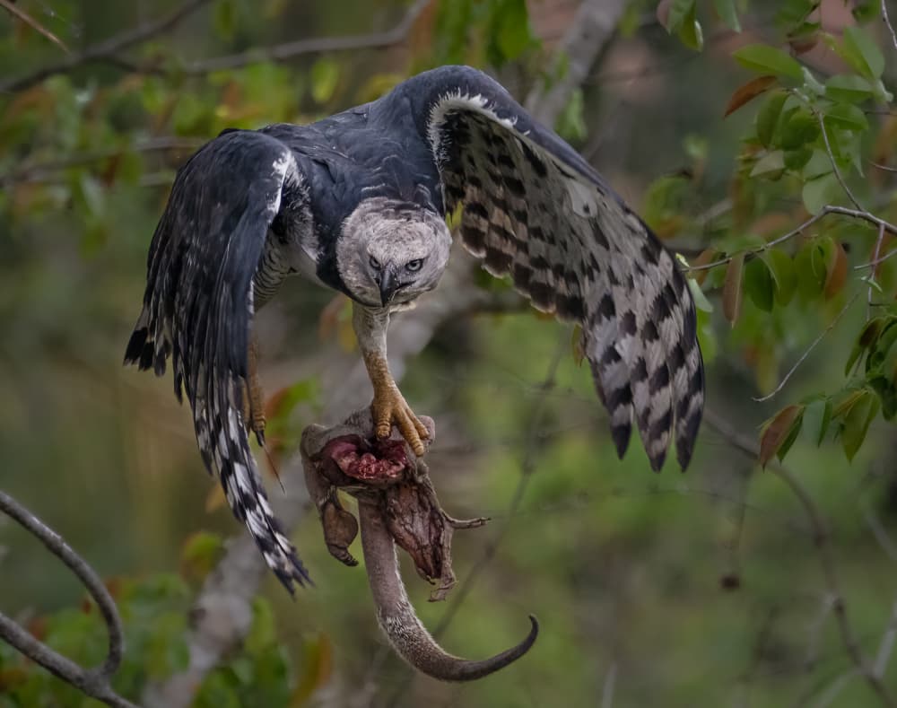 Harpy Eagle Hunt by Liwen Tao — canvas wall art