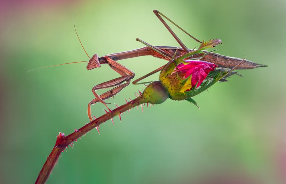 Praying Mantis Rose Bud by Atul Saluja — canvas wall art