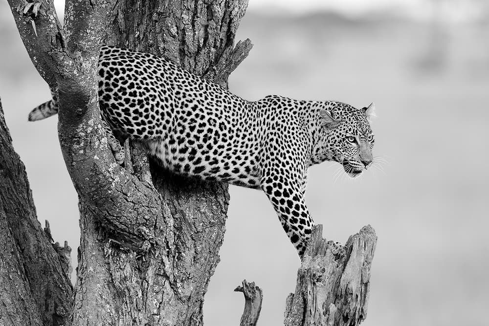 Watchful Leopard On Branch by Marco Pozzi — canvas wall art