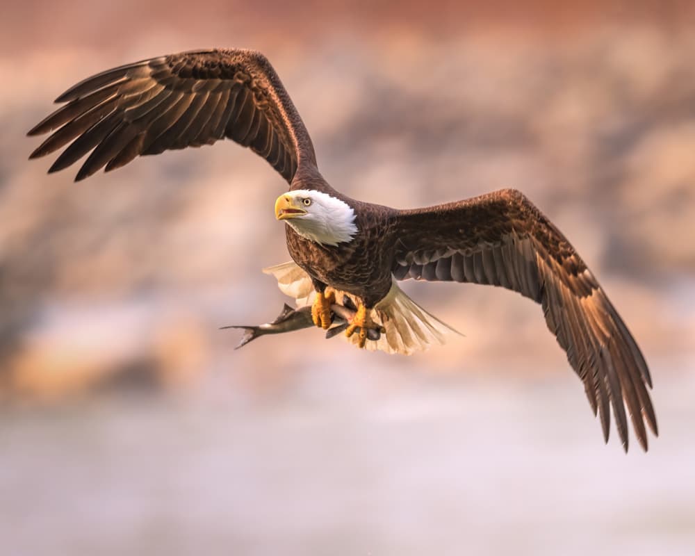 Eagle's Successful Catch by Deming W — canvas wall art