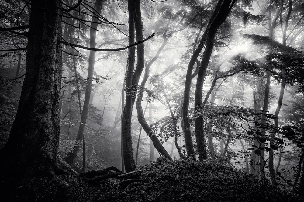 Sunbeams Through Forest Mist by Norbert Maier — canvas wall art