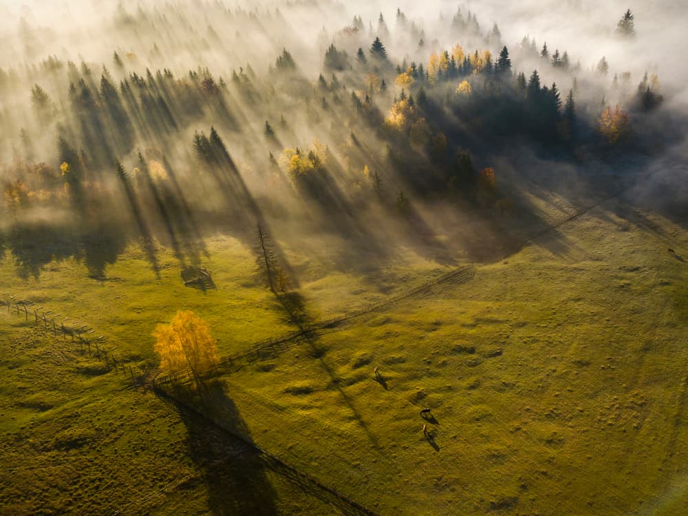 Sunlight Through Misty Trees by Sveduneac Dorin Lucian — canvas wall art