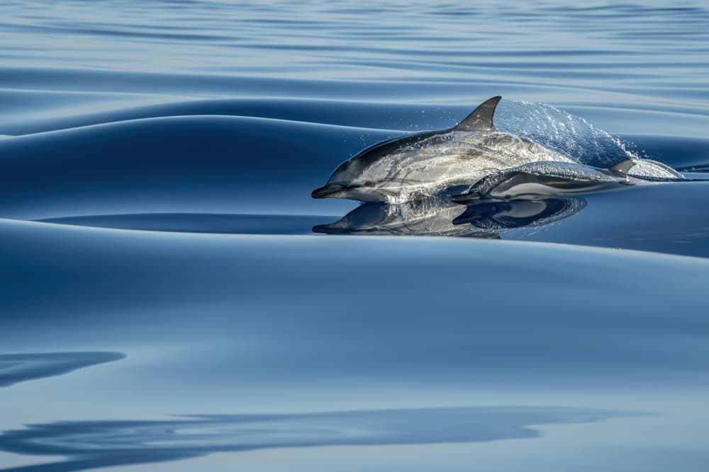 Striped Dolphin Surfacing by Andrea Izzotti — canvas wall art