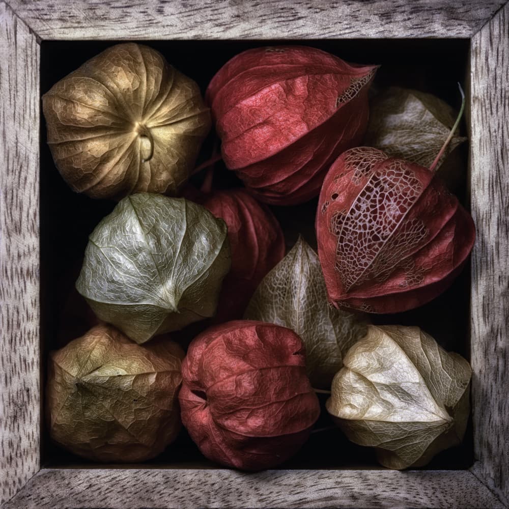 Delicate Autumn Lanterns by Lotte Grønkjær — canvas wall art