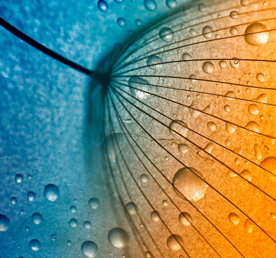 Vibrant Dandelion Droplets by Dimitar Lazarov - Dim — canvas wall art