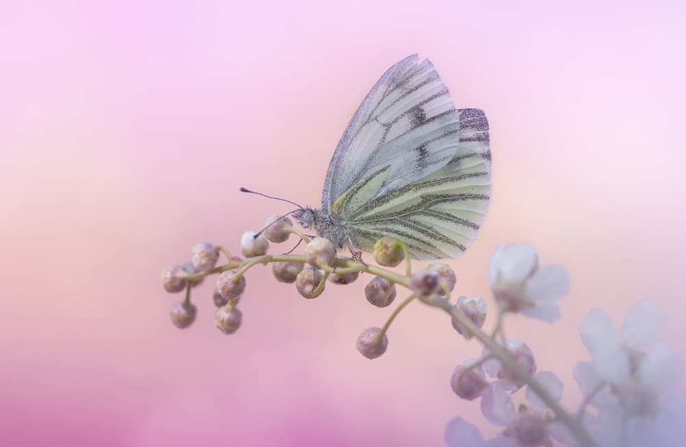Delicate Butterfly Bloom by Fabrizio Daminelli — canvas wall art