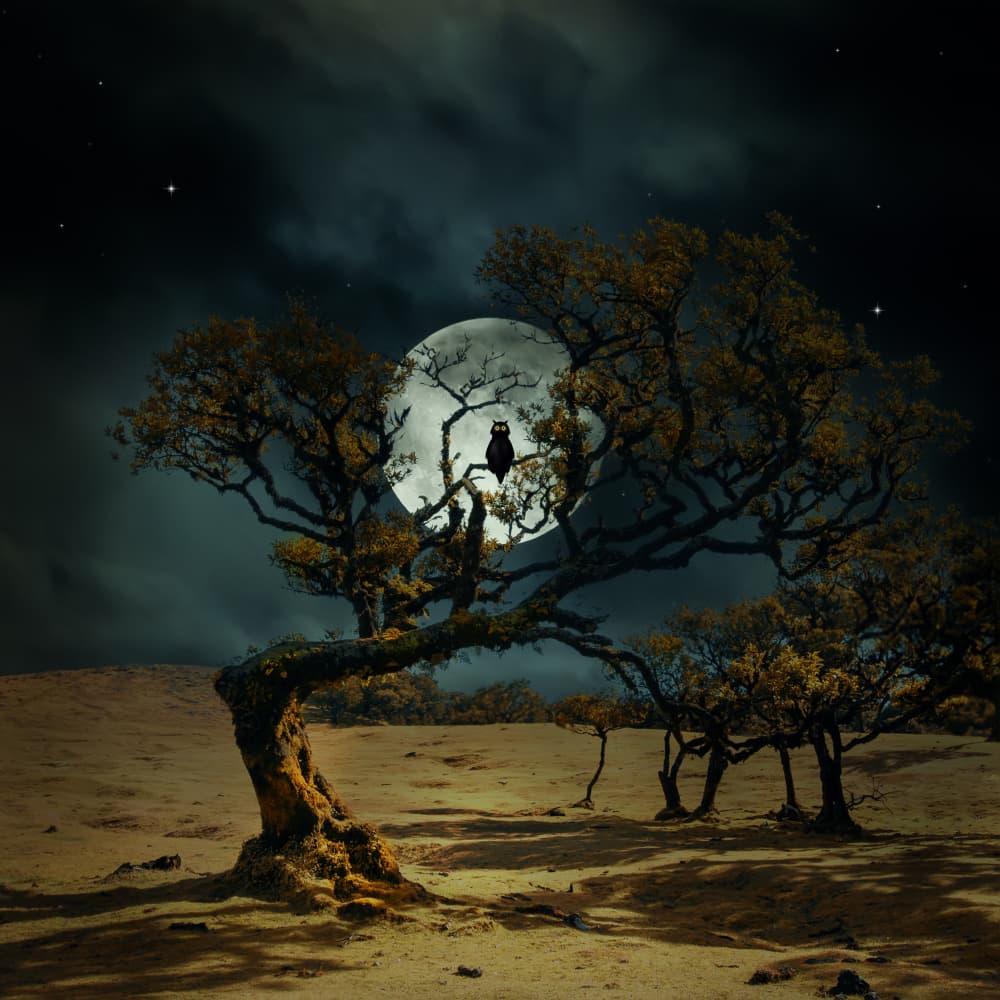 Lone Owl Moon by Nikki Georgieva V E G A N I K — canvas wall art