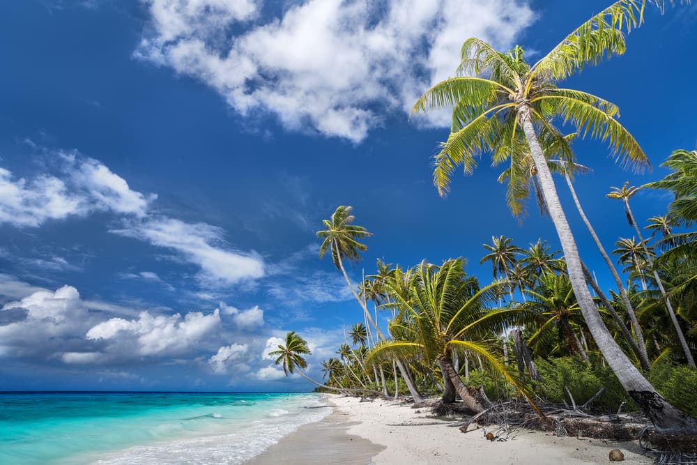 Tropical Palm Beach by Karsten Wrobel — canvas wall art