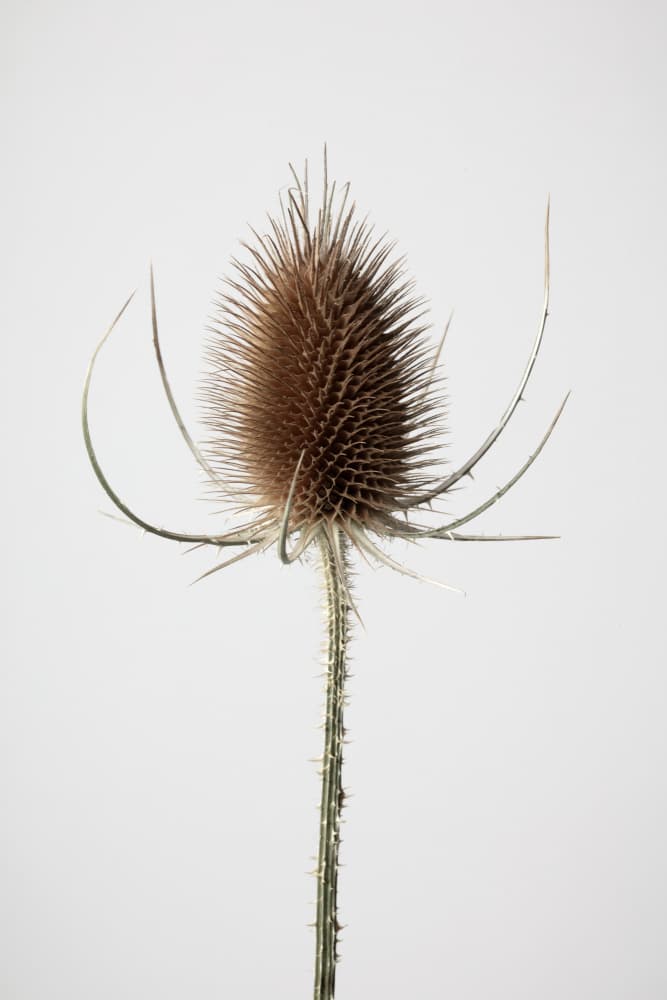 Dried Teasel Spike by Pictufy Studio III — canvas wall art