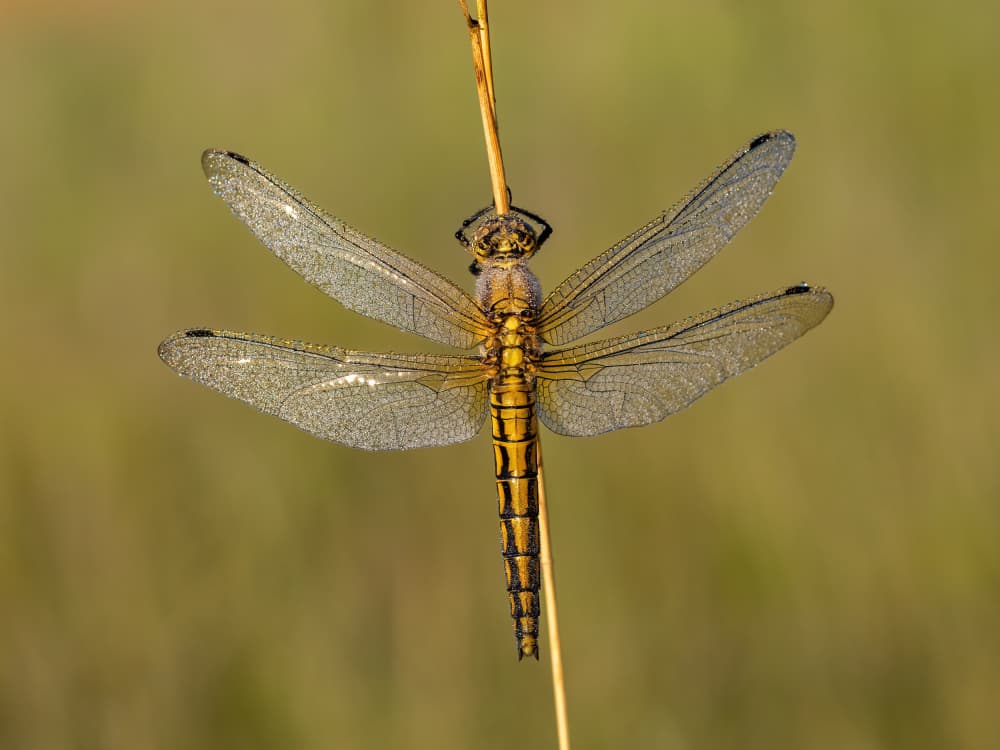 Morning Dew Dragonfly by Rostislav Kralik — canvas wall art