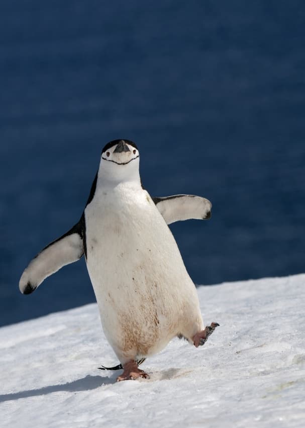 Happy Chinstrap Penguin by Sergey Kokinskiy — canvas wall art