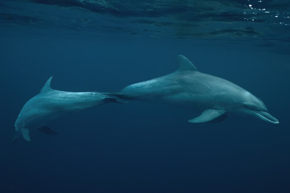 Two Dolphins Swimming by Serge Melesan — canvas wall art