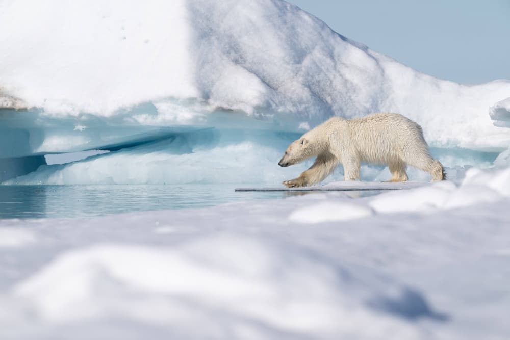 Arctic Bear on Ice by Manish Nagpal — canvas wall art
