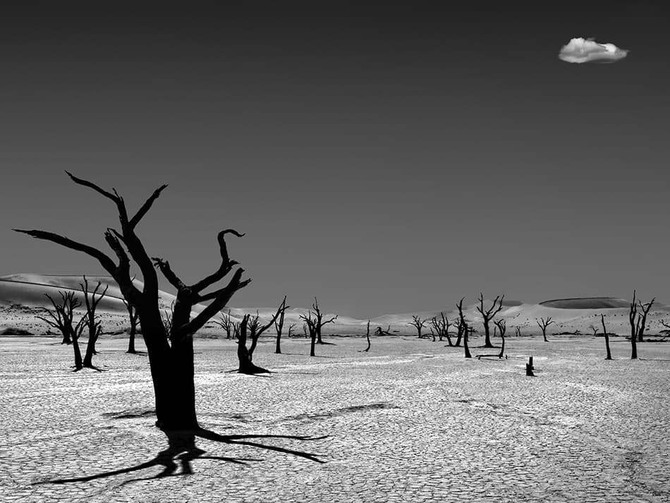Barren Desert Trees by Mathilde Guillemot — canvas wall art