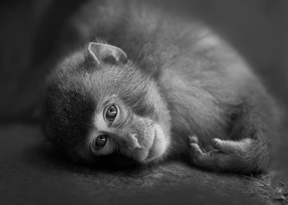 Curious Baby Monkey by Kaisyakuji Yushi — canvas wall art