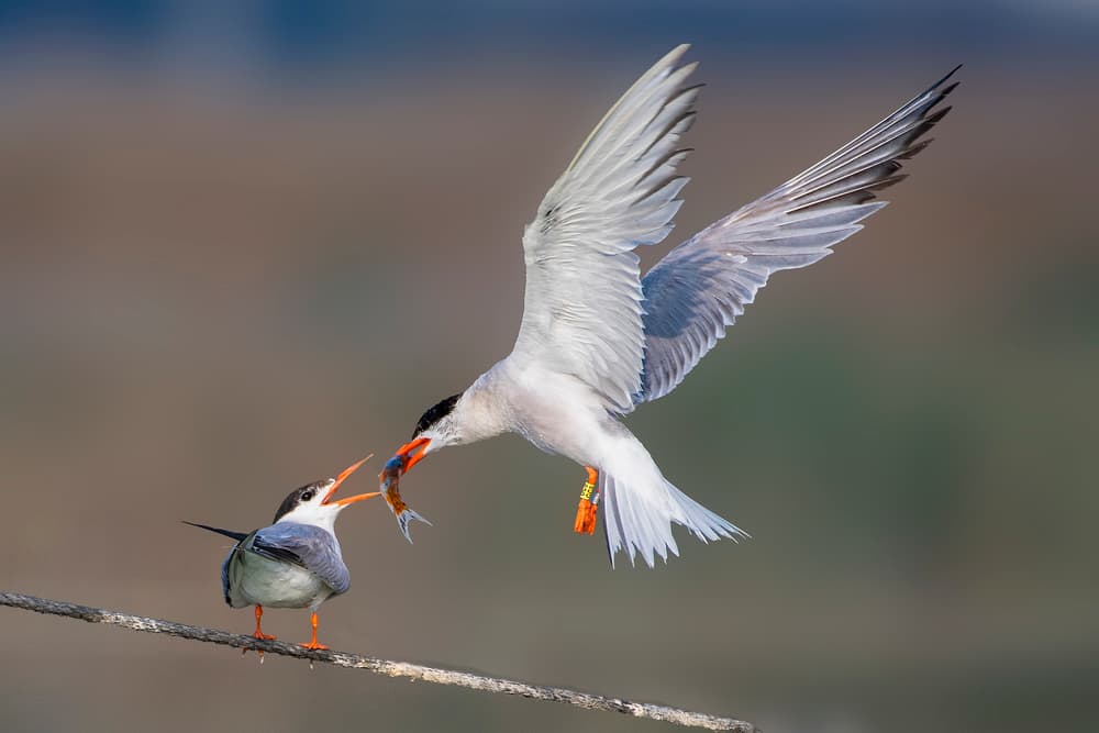 Parent Tern Feeds Chick by Mallal Moshe — canvas wall art