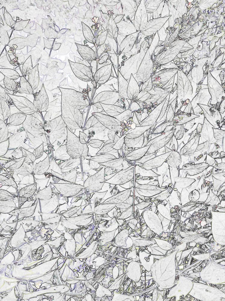 Botanical Line Sketch by Santhosh ch — canvas wall art