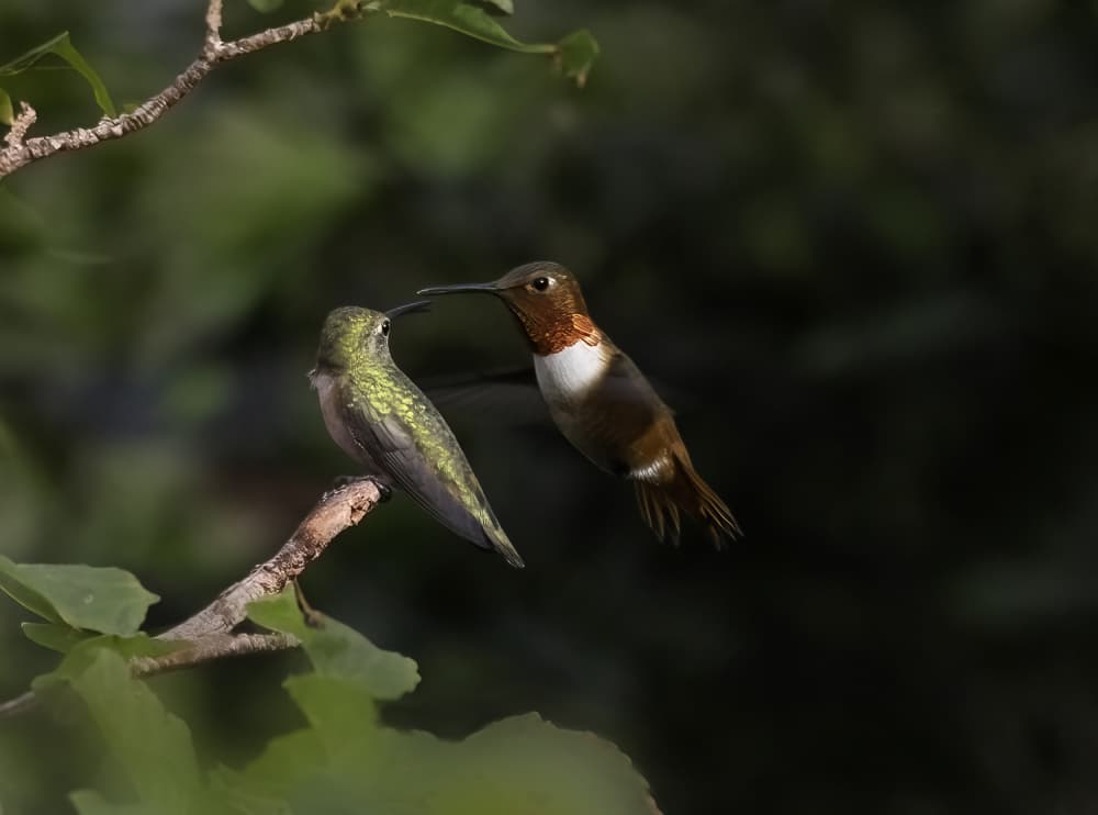 Hummingbird Nectar Exchange by NanZ — canvas wall art