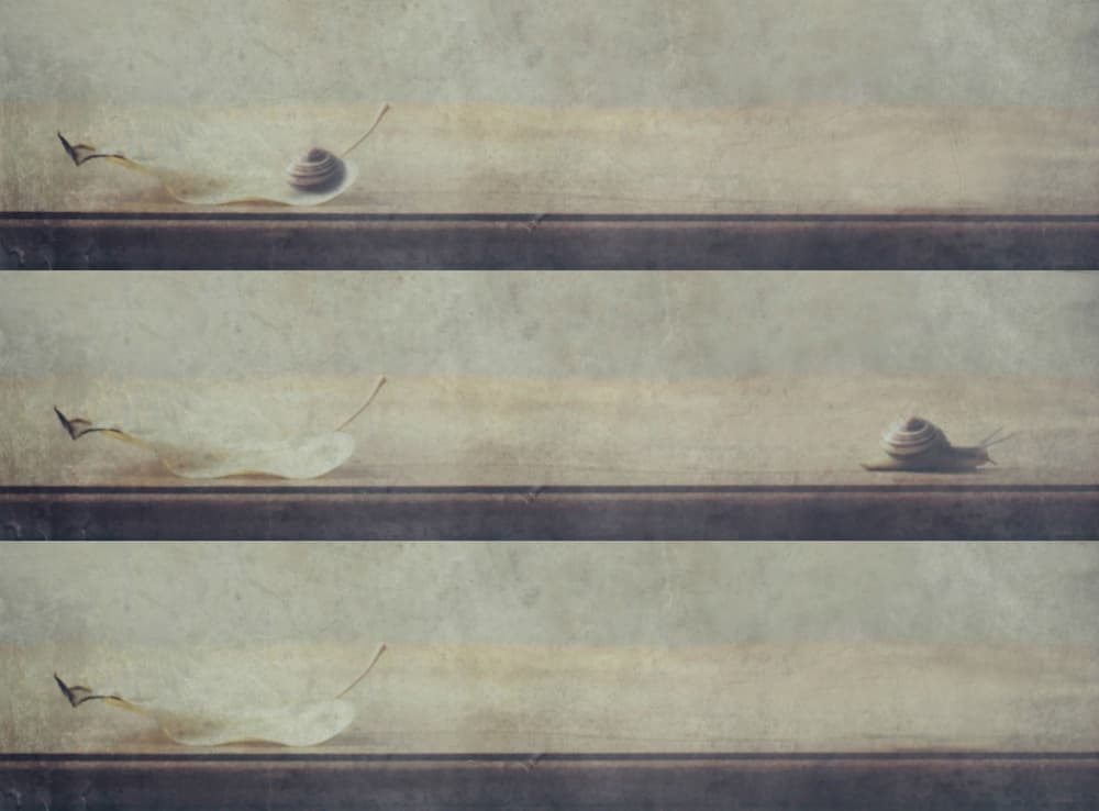 Snail's Gentle Journey by Delphine Devos — canvas wall art