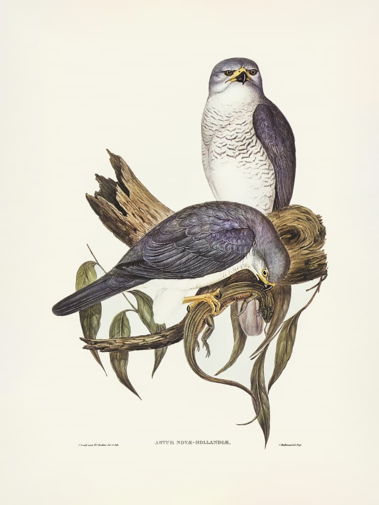 New Holland Goshawk by Elizabeth and John Gould — canvas wall art