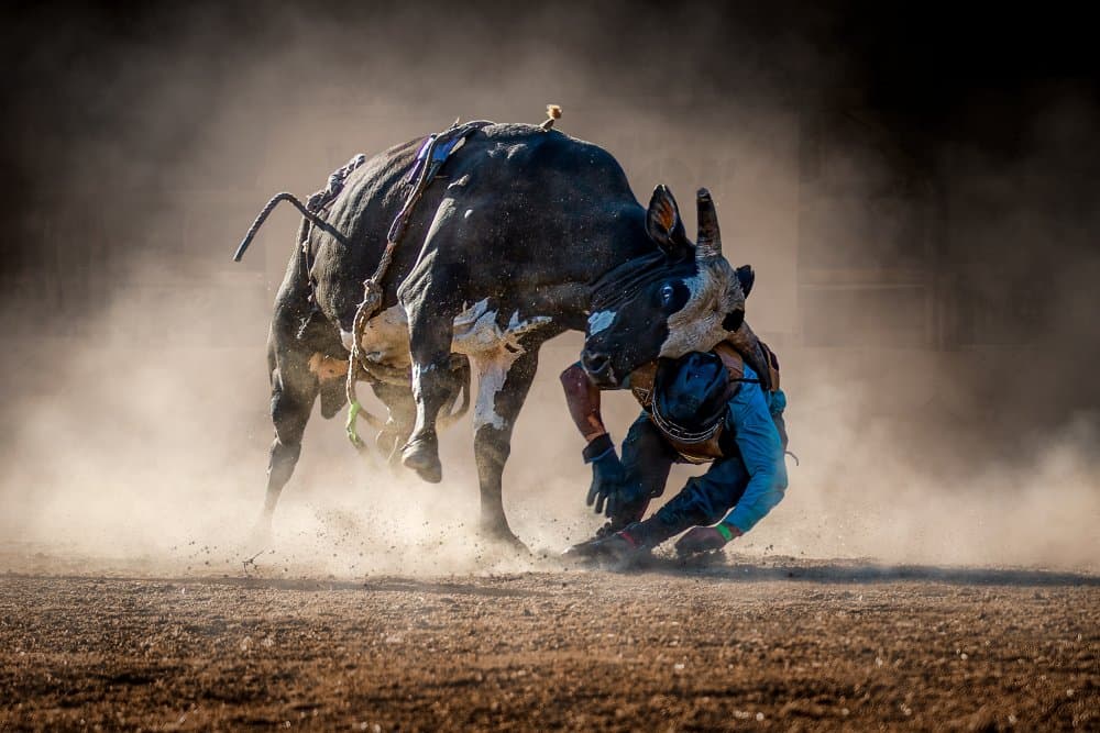 Rodeo Bull Action by Frank Ma — canvas wall art