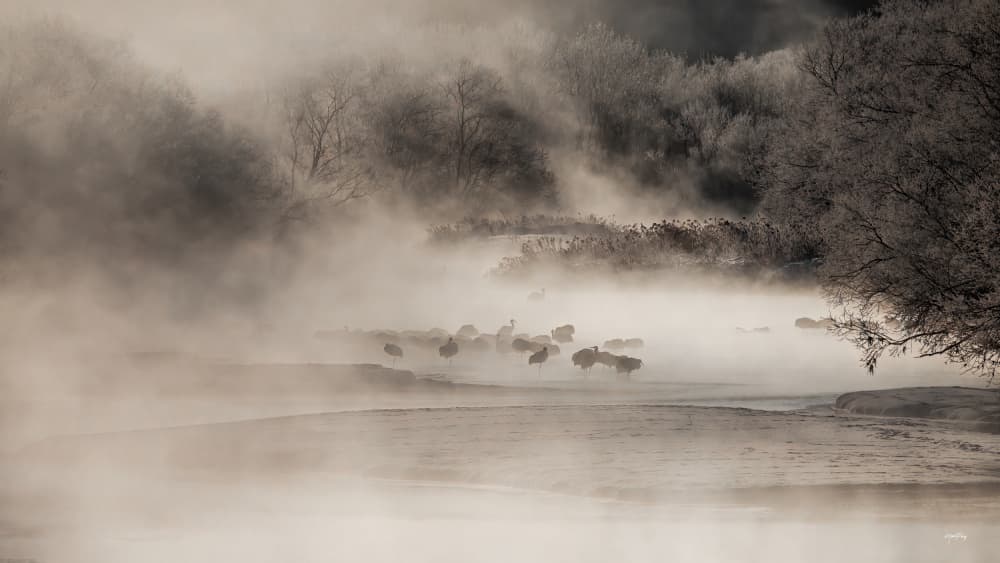 Misty Winter Cranes by Max Pang — canvas wall art