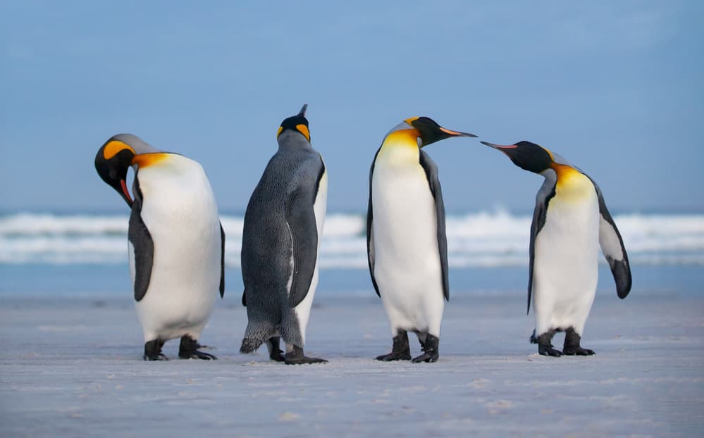 King Penguins on Shore by Cheng Chang — canvas wall art