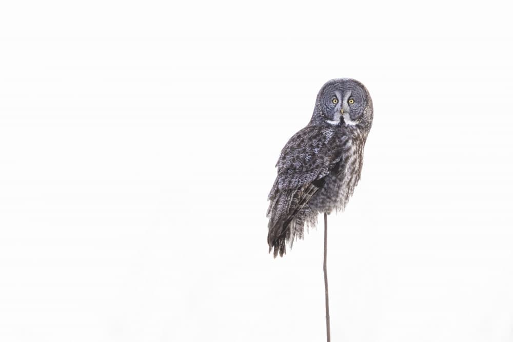 Great Gray Owl Portrait by Mircea Costina — canvas wall art
