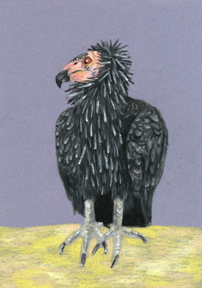 California Condor Portrait by Martina Scott — canvas wall art