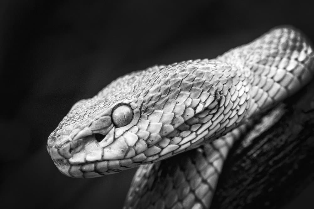 Intense Snake Gaze by Antonyus Bunjamin (Abe) — canvas wall art