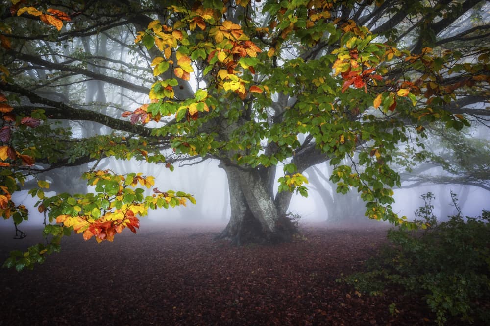 Colorful Foggy Forest by Sergio Barboni — canvas wall art
