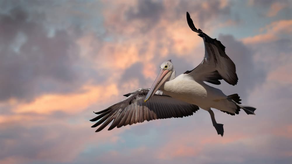 Flying Pelican Sunset by Emanuel Papamanolis — canvas wall art