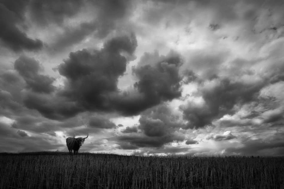 Highland Cow Stormy Sky by Holger Droste — canvas wall art