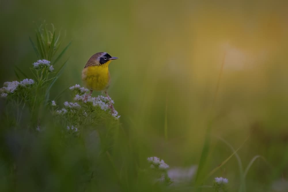 Yellow Bird in Golden Light by Jacob (Jian) Xu — canvas wall art
