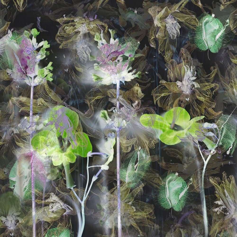 Ethereal Green Botanicals by Saskia Dingemans — canvas wall art