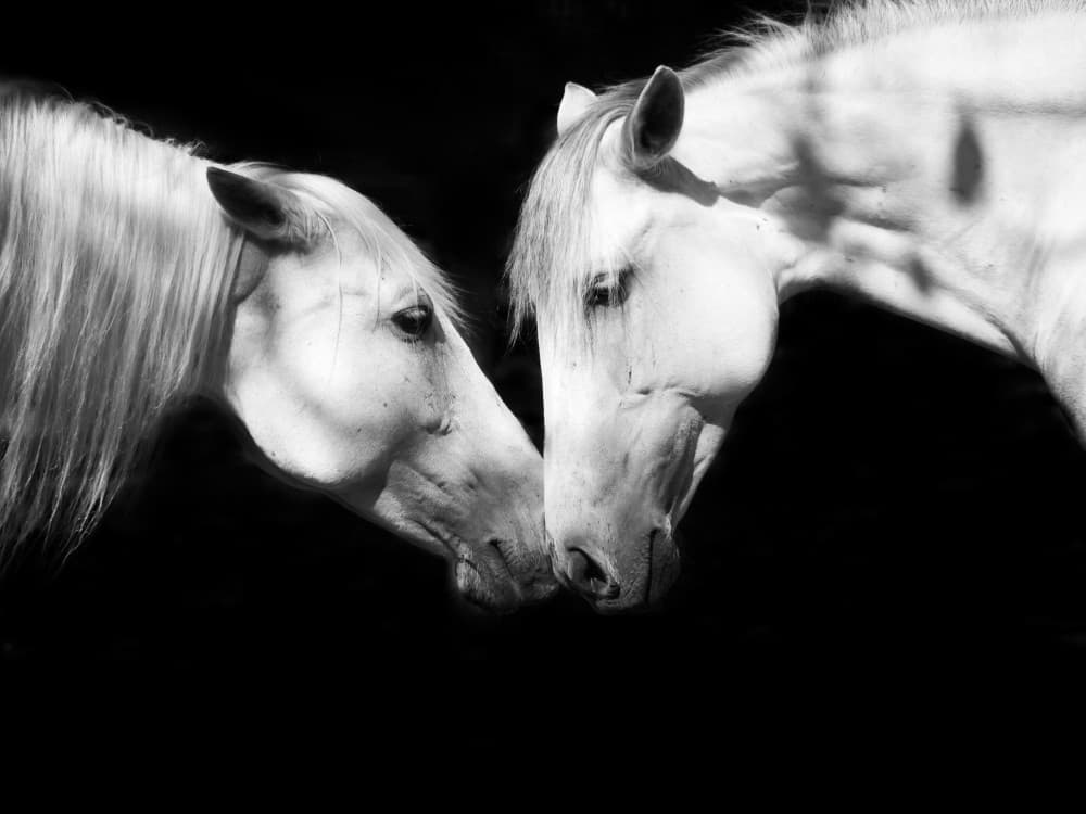 White Horses Bond by IKUMI FUKAZAWA — canvas wall art