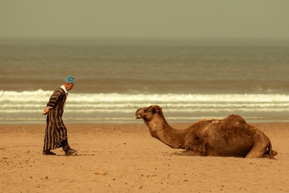 Man and Camel Seaside by Gina Buliga — canvas wall art