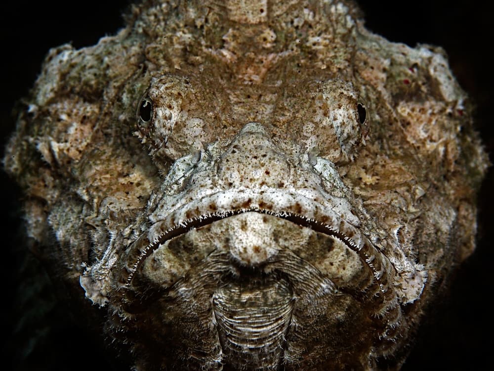Camouflaged Stonefish Portrait by Henry Jager — canvas wall art