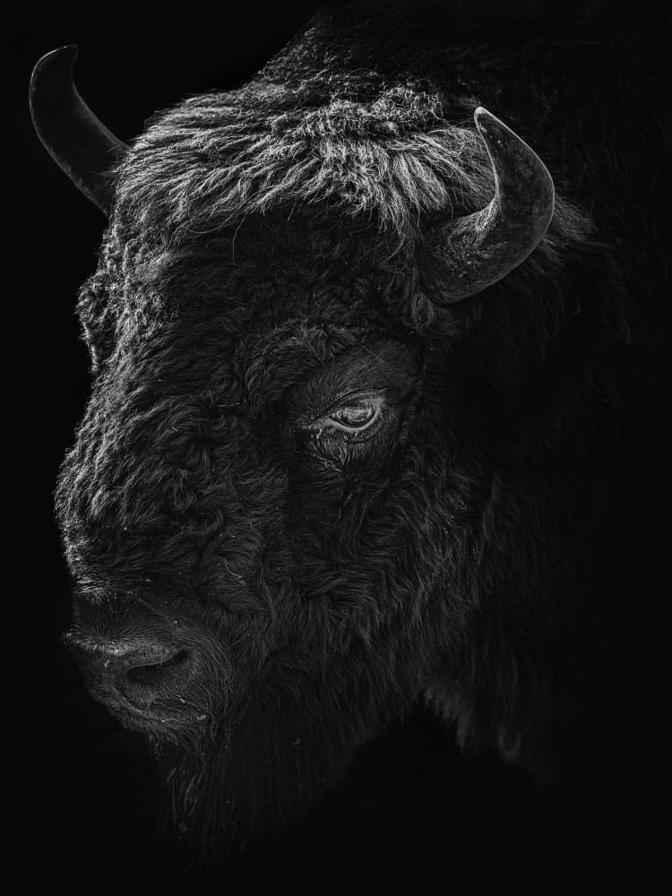 Shadowed Bison Portrait by Eiji Yamamoto — canvas wall art