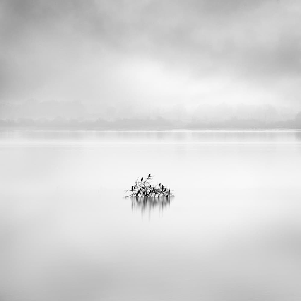 Misty Lake Birds by George Digalakis — canvas wall art