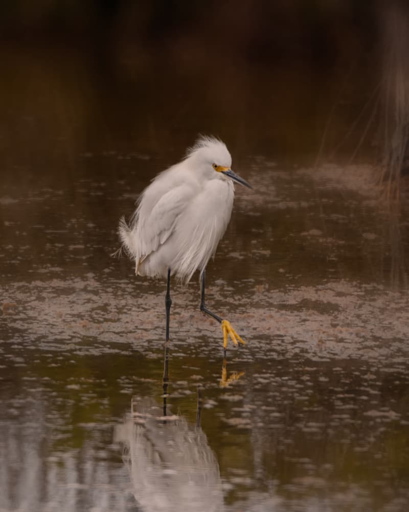 Wading Egret Reflection by Yu Mao — canvas wall art