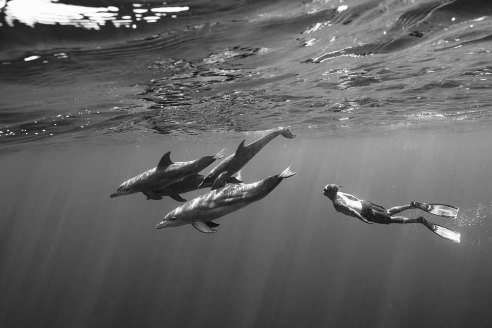 Dolphins and Swimmer Underwater by Serge Melesan — canvas wall art