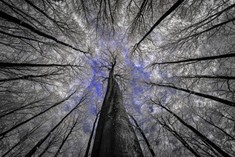 Stark Forest Blue Sky by Tom Pavlasek — canvas wall art