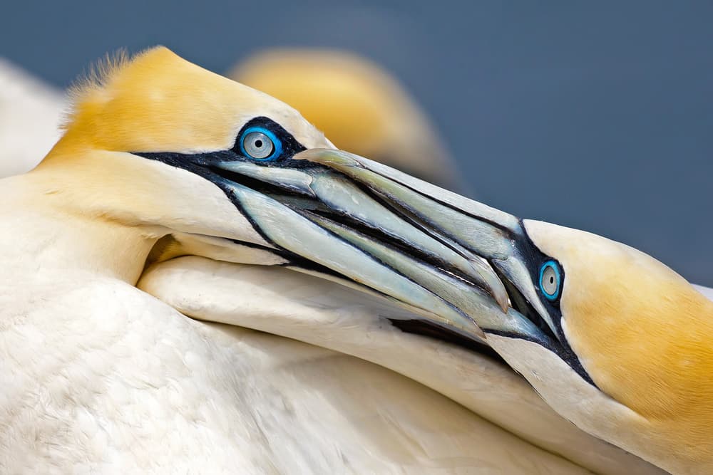 Loving Gannets Bond by Mario Suárez — canvas wall art