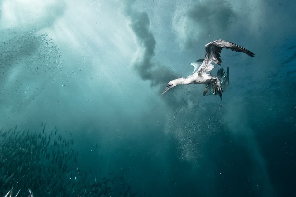 Gannet Hunting Underwater by Alexander Safonov — canvas wall art