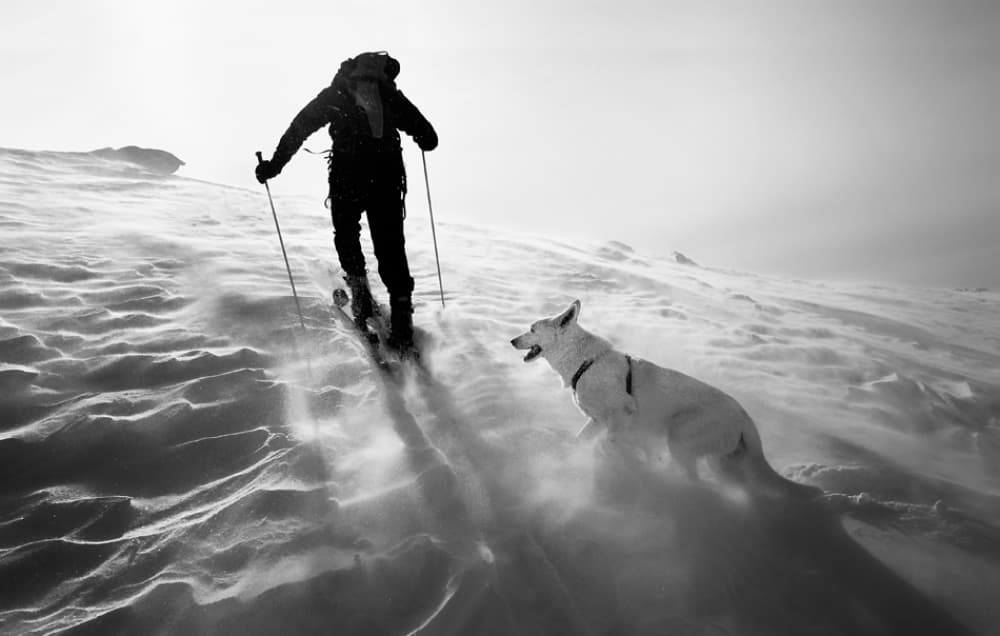 Skier Dog Snowy Ascent by Izidor Gasperlin — canvas wall art