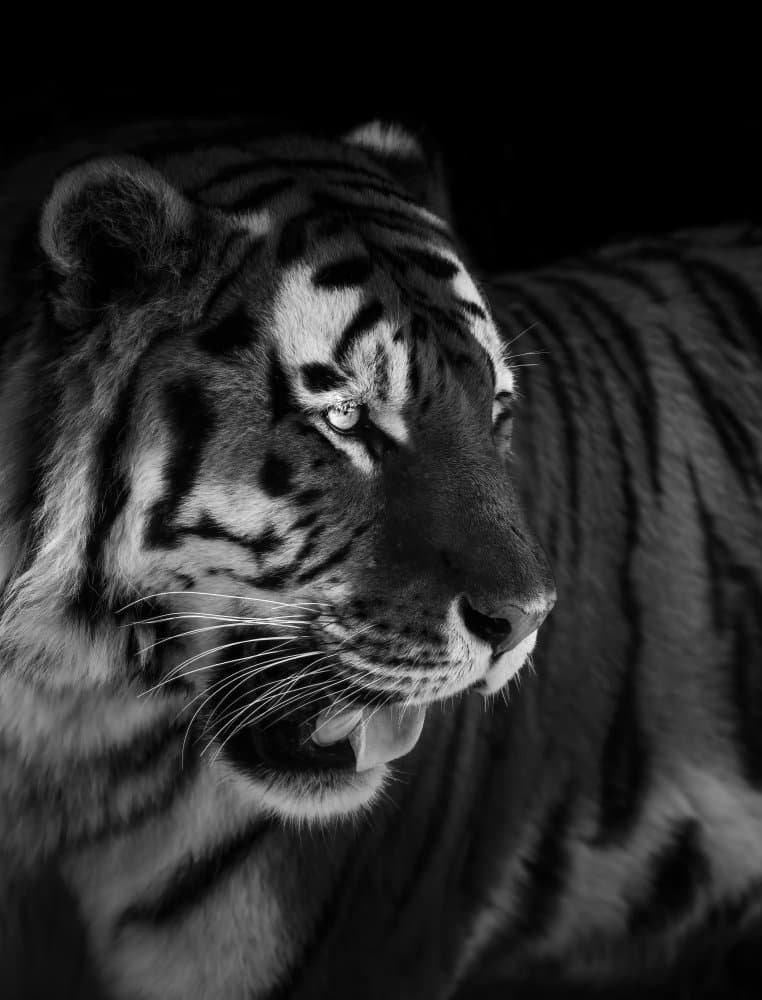 Fierce Tiger Portrait by Alex Zhao — canvas wall art