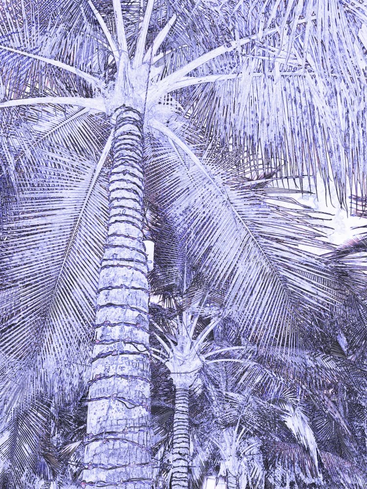 Tropical Purple Palms by Santhosh ch — canvas wall art