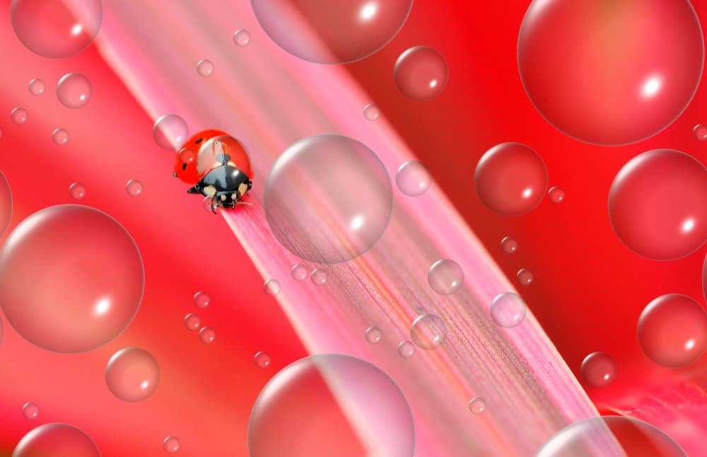 Vibrant Ladybug Bubbles by Thierry Dufour — canvas wall art