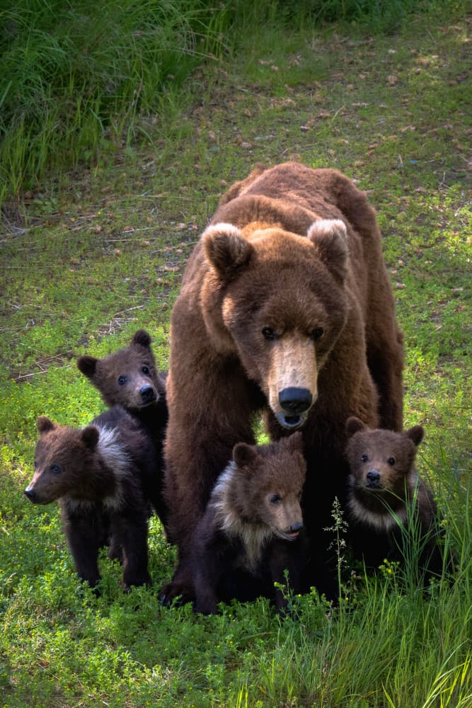 Mother Bear and Cubs by Sophia Li — canvas wall art